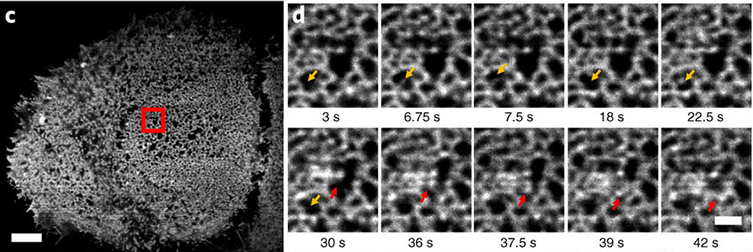 HRAS dynamics revealed by TIRF-SIM