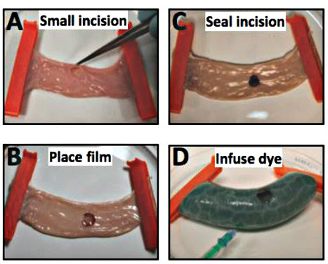 To test containment of liquids, LANS were used to seal an incision in pig intestine. Following sealing, the intestine was tested for fluid containment (D), which was as strong as intact intestine. Credit: Urie et al. Adv. Funct. Mater., 2018