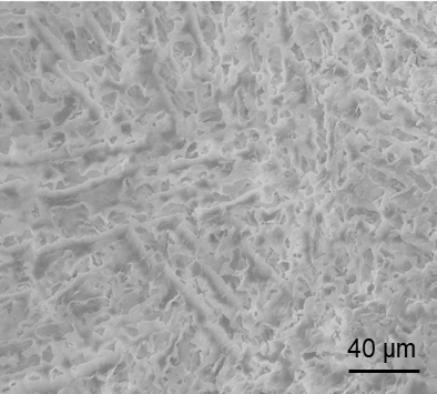 scanning electron microscopy image of inulin gel