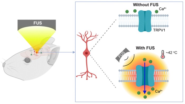 Illustration of activation of TRPV1 ion channel by focused ultrasound