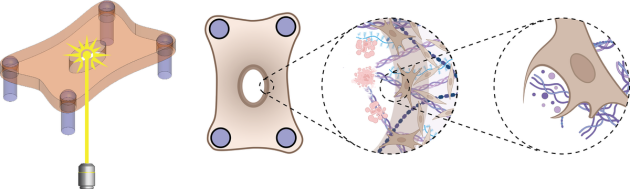 A schematic shows a skin microtissue model being struck by a laser beam to simulate a burn wound. To the right, a diagram shows fibroblast cells on the edge of the wound. An inset further to the right shows the cells engulfing damaged collagen.