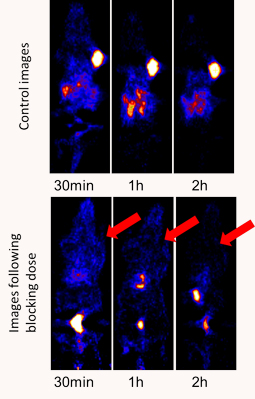 Molecular Image using proteins and peptides