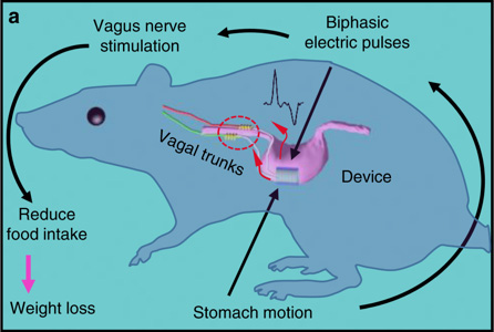 mouse diagram of stomach motion after eating