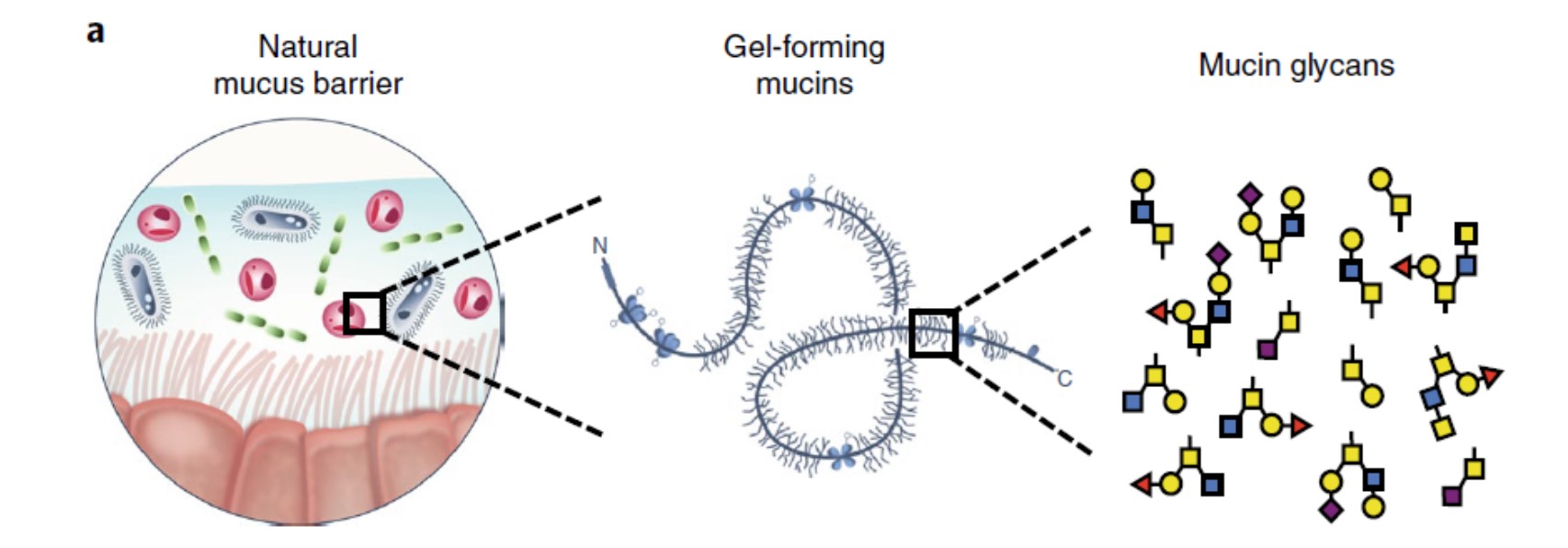 mucin glycans in natural mucus barieer