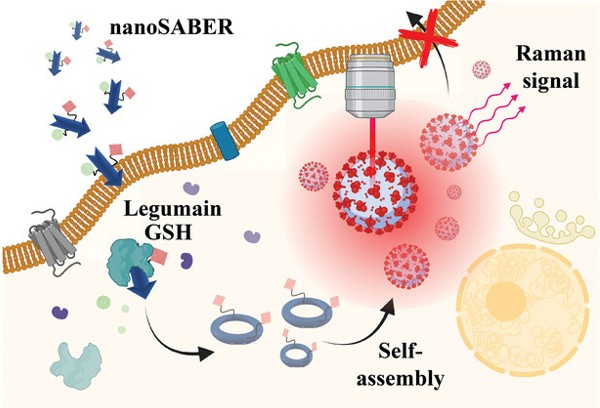Artistic representation of nanoSABER mechanism of action. 