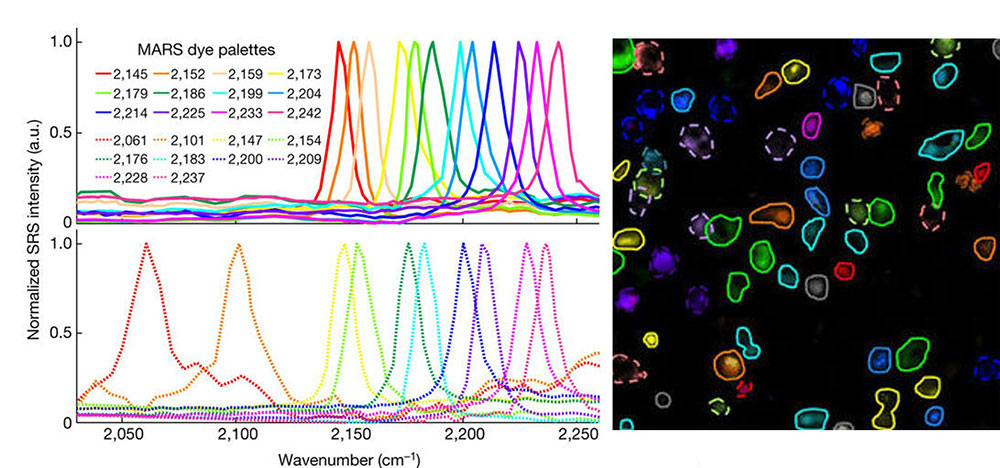 Dye wavelengths and labeled cells.