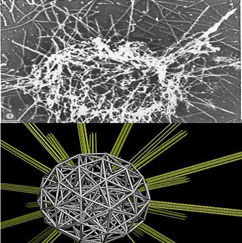 Platelet (top) and model of platelet substructural elements (bottom). Source: Danny Bluestein, Stony Brook University.