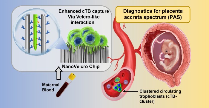 protocol for PAS diagnostic assay for circulating trophoblasts