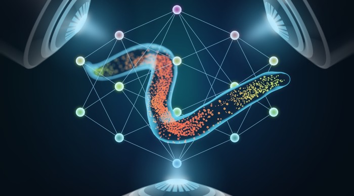 graphic of multiview microscope imaging the round worm
