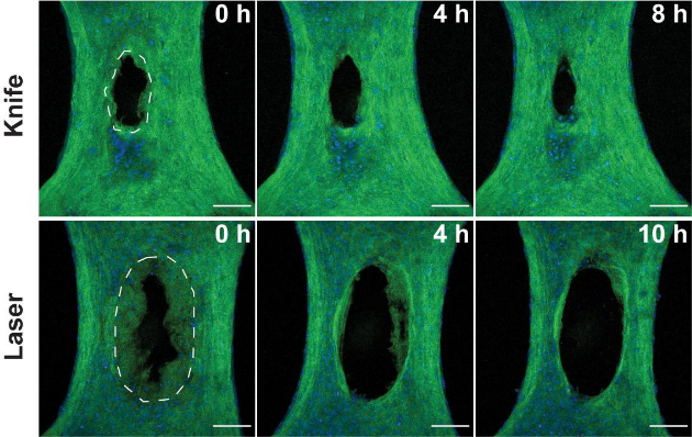 Six microscopic images show two injured microtissues over time. The top row depicts a knife wound immediately after the injury was created, and then at 4 and 8 hours after. The bottom row shows the laser wound immediately after the injury then the wound 4 and 10 hours after.  