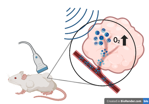 A diagram depicts an ultrasound probe hovering over a tumor on a mouse’s hind leg. A callout box on the right provides a closer look at the tumor and its blood vessels, which contain small bubbles being popped by ultrasound waves.  