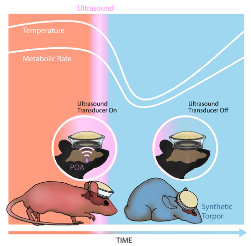 A graphic shows a mouse before and after an ultrasound device fixed to its head is activated. The mouse is standing prior to activation and is laying down after.