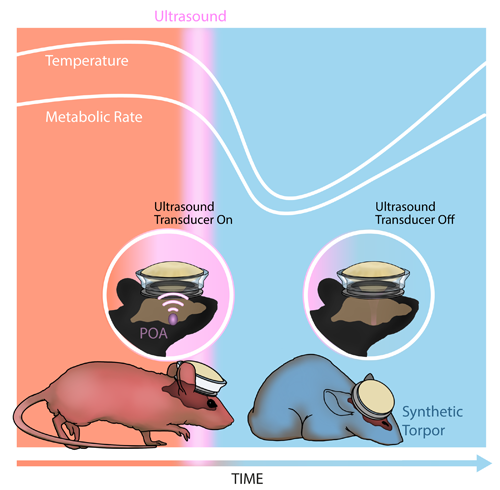 A graphic shows a mouse before and after an ultrasound device fixed to its head is activated. The mouse is standing prior to activation and is laying down after. 