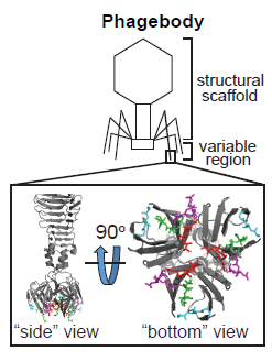 close up view of a phage tail