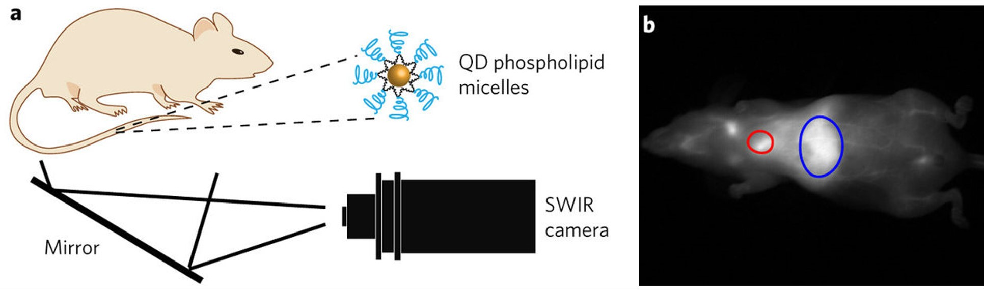 Whole body scan with lipid micelle SWIR quantum dots Whole body scan with lipid micelle SWIR quantum dots