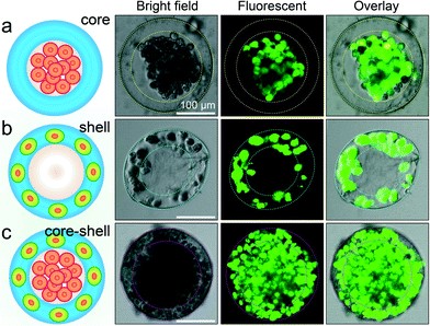 This figure shows an illustration of hepatocytes and fibroblasts in a drop. It also shows a number of images of bright field and fluorescing hepatocytes and fibroblasts under a microscope.