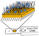 SPR sensor chip contains carboxymethylated dextran attached to a gold surface This is an illustration of a surface plasmon resonance sensor chip containing carboxymethylated dextran attached to a gold surface