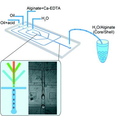 Illustration of Weitz's microfluidic chip