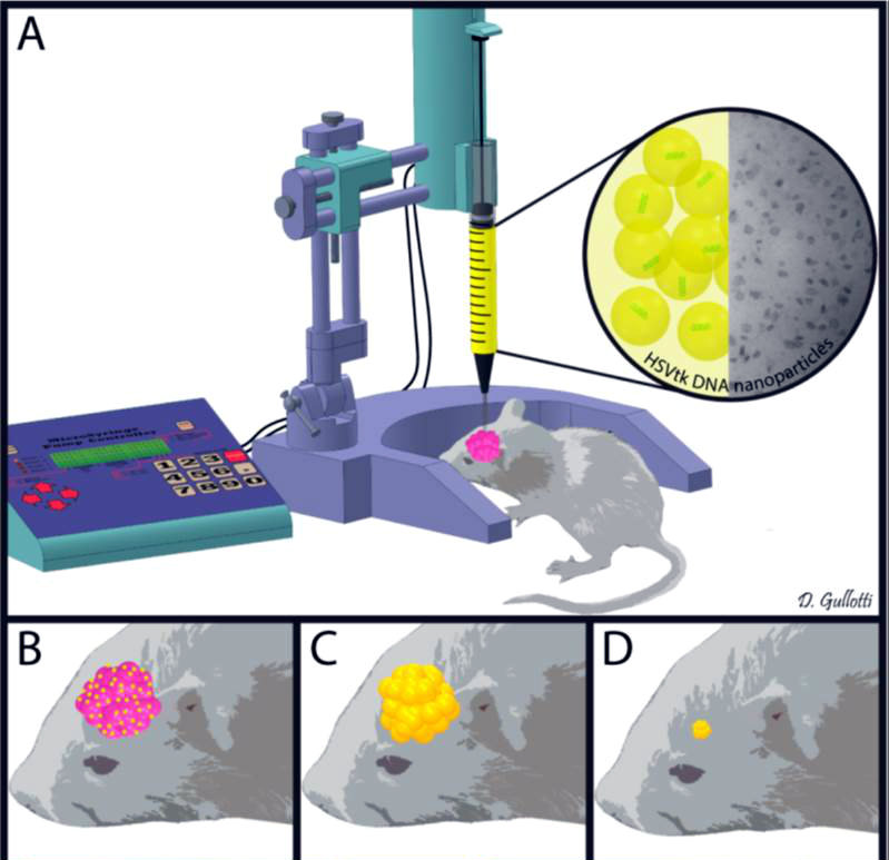 Scheme for injection of nanoparticles into rat gliomas