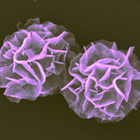 thumbnail image of nanovaccine complexes showing flower-like structure