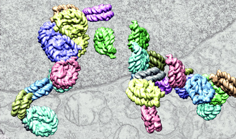 image of interacting chromatin chains in the cell nucleus image of interacting chromatin chains in the cell nucleus