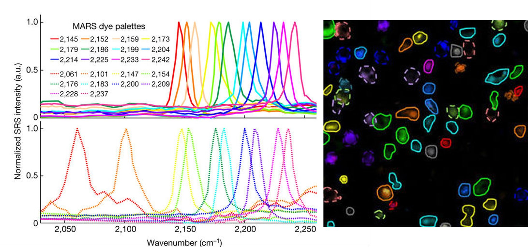 Dye wavelengths and labeled cells. Dye wavelengths and labeled cells.