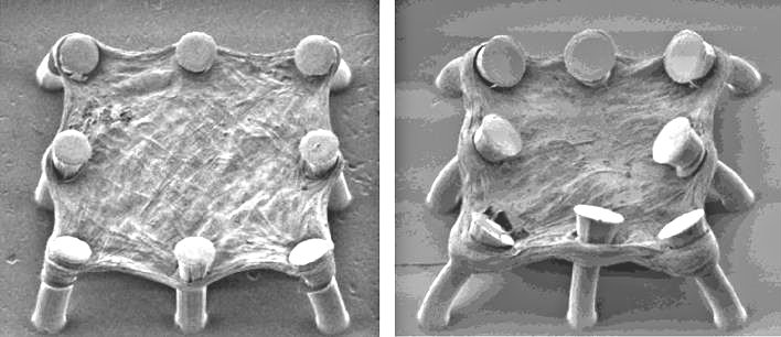 Lung microtissue with and without TGF-beta Lung microtissue with and without TGF-beta