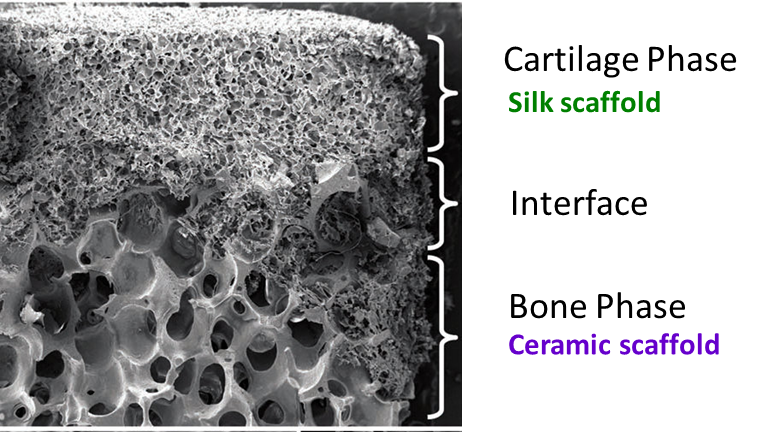 Close-up of scaffold showing upper small pores of silk component, interface and lower large pores of ceramic component