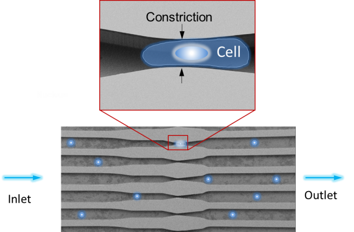 The cell membrane is disrupted when the cells (blue dots) are forced through constrictions in the channels of the microchip. The cell membrane is disrupted when the cells (blue dots) are forced through constrictions in the channels of the microchip.