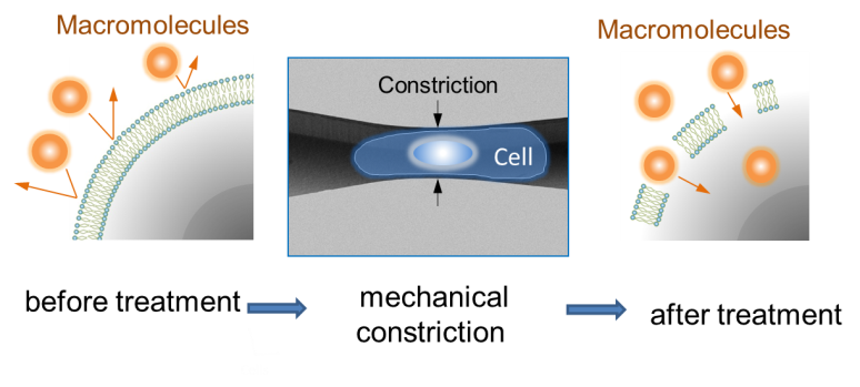 Large molecules enter the cell through holes created when the cell is forced through a constricted section of the channel Large molecules enter the cell through holes created when the cell is forced through a constricted section of the channel