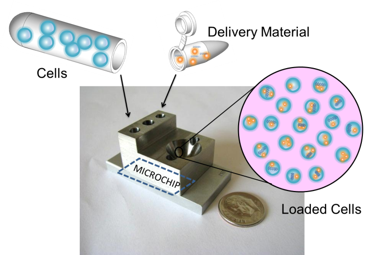 Cells and the delivery material are added separately and flow together through the small device that houses the microchip. The pink circle depicts cells successfully loaded with the delivery material. Cells and the delivery material are added separately and flow together through the small device that houses the microchip. The pink circle depicts cells successfully loaded with the delivery material.