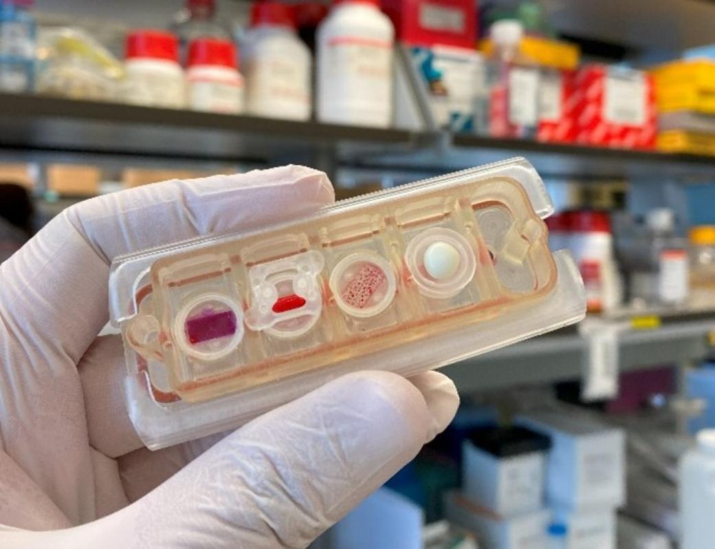 Photo of a gloved hand holding the multi-organ tissue chip, a rectangular shaped, transparent device that fits in the palm of a human hand. The device contains four compartments, each with red and white cells or tissues. The background shows shelves filled with various laboratory supplies and containers.
