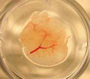 engineered liver cells with vasculature in a dish