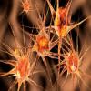 neuron