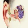 Illustration of ear anatomy
