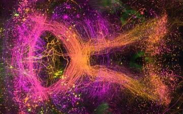 A microscope image from midbrain of an entire intact mouse brain. The image shows a collection of illuminated orange, pink, and purple lines and dots.