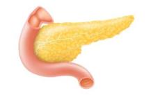 illustration of pancreas