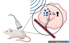 A diagram depicts an ultrasound probe hovering over a tumor on a mouse’s hind leg. A callout box on the right provides a closer look at the tumor and its blood vessels, which contain small bubbles being popped by ultrasound waves.  