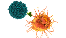 Artistic rendition of dendritic cell presenting an antigen to a T cell