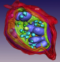 Rendered 3D model of a malaria-infected erythrocyte obtained by scanning transmission electron tomography