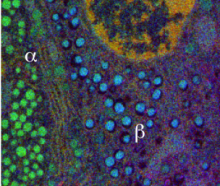Energy-filtered transmission electron microscopy of unstained section of mouse pancreatic islet of Langerhans, showing sulfur (blue), phosphorus (red), and nitrogen (green); insulin granules in the beta cell contain high sulfur, whereas glucagon granules in alpha cell contain low sulfur