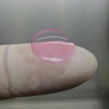 An image of a small human tissue engineered liver on the tip of a gloved hand