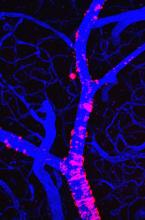 An image of blue blood vessels with fluorescent red dots on them