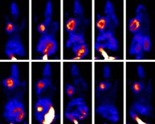This picture contains multiple sequential images of rat PET scans showing changes in a tumor following treatment.