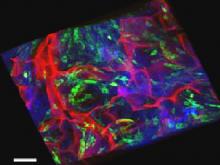 An image of a square of tissue with red, green, purple, and blue fluorescent colored lines An image of a square of tissue with red, green, purple, and blue fluorescent colored lines