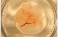 engineered liver cells with vasculature in a dish