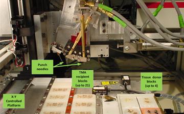 A photo of many small tissue samples on a lab bench