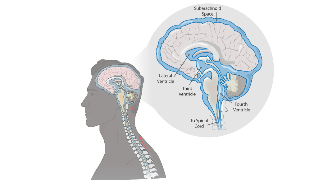 Illustration of brain and spinal cord anatomy, with cerebral spinal fluid areas highlighted Illustration of brain and spinal cord anatomy, with cerebral spinal fluid areas highlighted