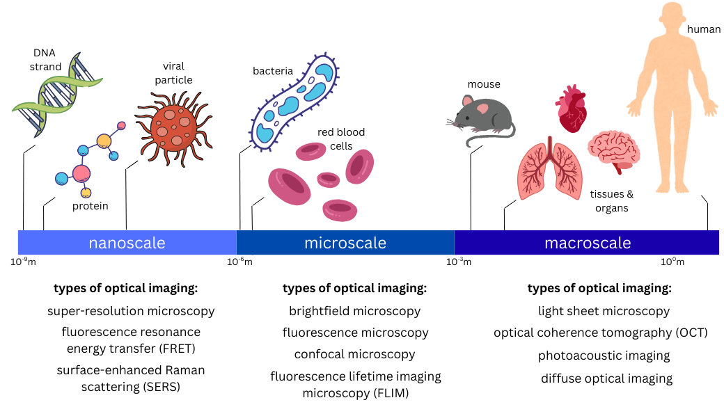 A cartoon depicting different types of optical imaging used at difference size scales A cartoon depicting different types of optical imaging used at difference size scales