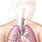 Trachea NCI thumb.jpg Thumbnail